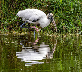 Wood stork at the edge of a marshy pond searching for food