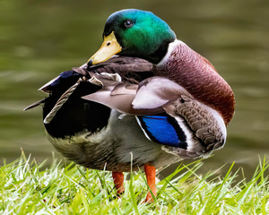 Male mallard duck preening at the edge of a pond