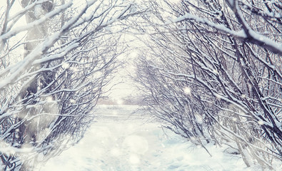 Winter forest landscape. Tall trees under snow cover. January frosty day in the park.