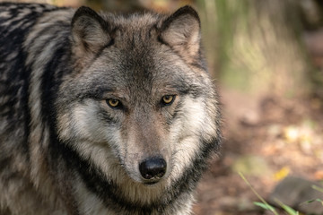 Naklejka na ściany i meble Close up portrait of a Timber Wolf (Gray Wolf or Grey Wolf). 