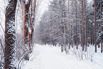 Winter forest landscape. Tall trees under snow cover. January frosty day in the park.