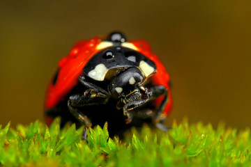 Beautiful ladybug on leaf defocused background