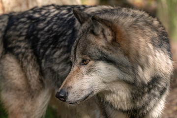Naklejka na ściany i meble Close up portrait of a Timber Wolf (Gray Wolf or Grey Wolf). 