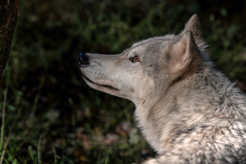 Close up portrait of a Timber Wolf (Gray Wolf or Grey Wolf).	