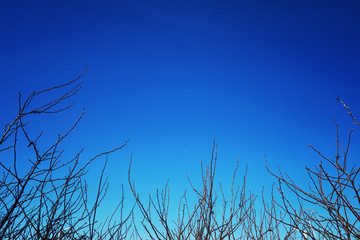 Bright spring greens at dawn in the forest. Nature comes to life in early spring.