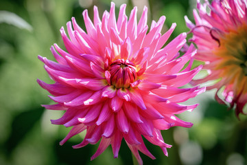 Fototapeta premium Detailed close up of a beautiful purple 