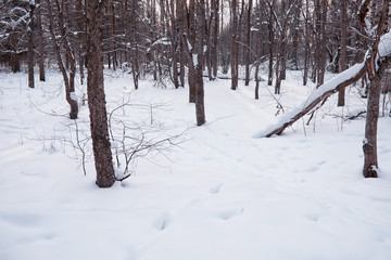 Fototapeta premium Winter forest landscape. Tall trees under snow cover. January frosty day in the park.