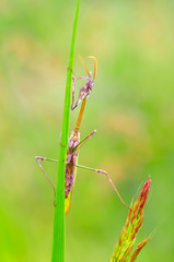 Close up of pair of Beautiful European mantis ( Mantis religiosa )