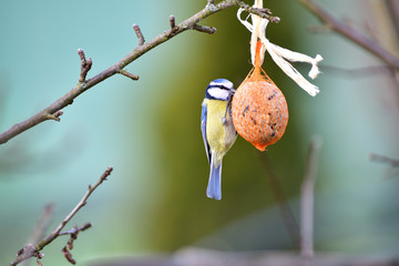 Eurasian blue tit hanging on a seed ball hung on a tree branch © Pavol Klimek