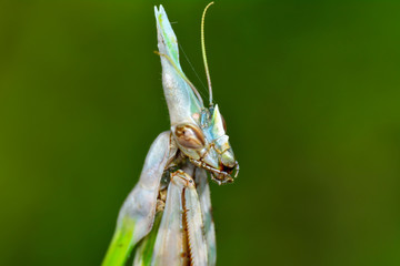 Close up of pair of Beautiful European mantis ( Mantis religiosa )