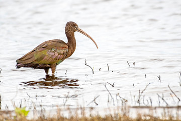 Glossy ibis in the water - Florida