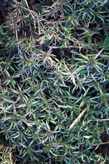 Bright spring greens at dawn in the forest. Nature comes to life in early spring.