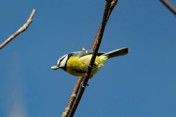 blue tit feeding