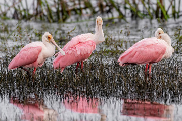 Roseate spoonbills gather on the marshy shore of a lake in Florida