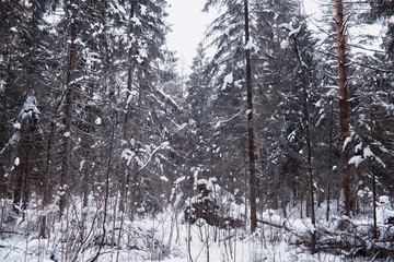 Winter forest landscape. Tall trees under snow cover. January frosty day in the park.