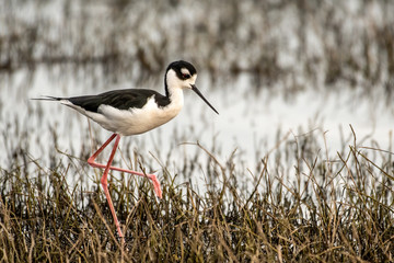 Black necked stilt walking through the swamp searching for food