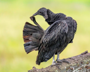 Black vulture preens his tail feathers