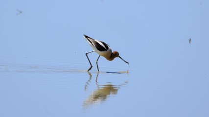 Wading Avocet