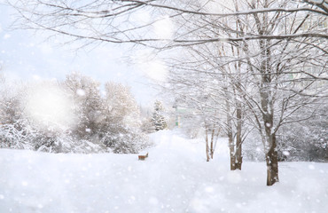 Winter Park. Landscape in snowy weather. January.