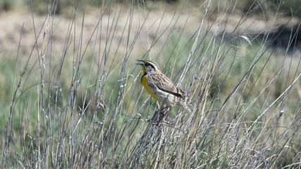 Eastern Meadowlark Singing