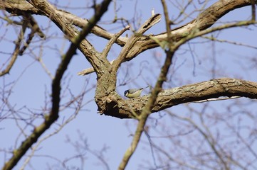 Une mésange charbonnière