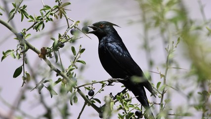 Bird Eating a Berry