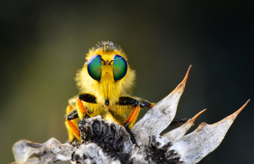 Macro shot of a robber fly 