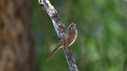 Singing Sparrow