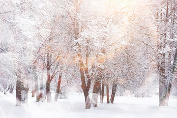 Winter landscape. Forest under the snow. Winter in the park.