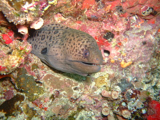 Giant moray (Gymnothorax javanicus), Maldives