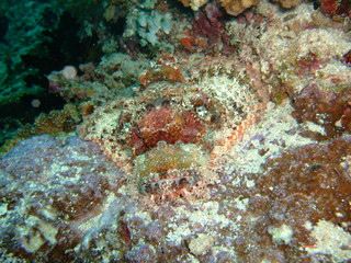 Fototapeta na wymiar Tassled scorpionfish (Scorpaenopsis oxycephala), Maldives