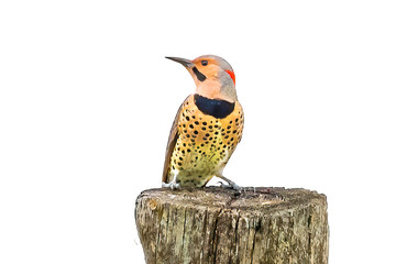 Northern flicker sits on a stump, white background