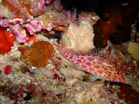 Coral hawkfish (Cirrhitichthys oxycephalus), Maldives