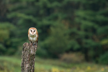 Barn owl standing on a tree stump in the middle of a field with trees in the background.	