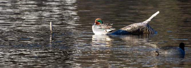 Vögel am Öpfinger Stausee