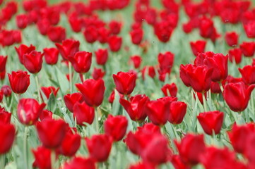 Fototapeta premium Tulpen rote Tulpenfeld