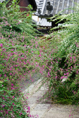 萩の咲き乱れる庭