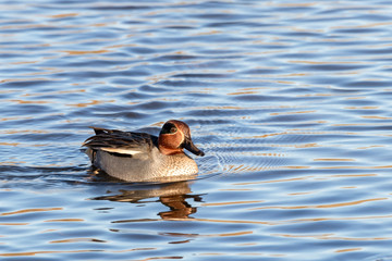 Vögel am Öpfinger Stausee