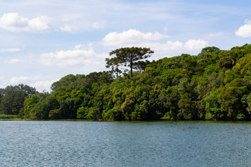 Lake with Araucaria Pine in Atlantic Forest © Maria Thomazi