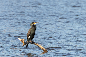 Vögel am Öpfinger Stausee