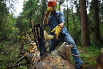 Male worker with an ax chopping a tree in the forest.