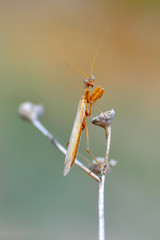Close up of pair of Beautiful European mantis ( Mantis religiosa )