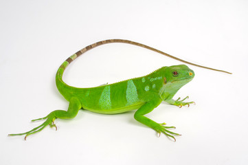 Fidschileguan, Kurzkammleguan / Lau banded iguana (Brachylophus fasciatus) - 