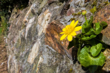 flower on a wall