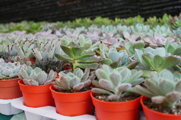Selected focused on a group of small and colourful cactus planted in small plastic pots. The small cactus suitable to used as an indoor decoration. Sales of this cactus are a source of income for farm