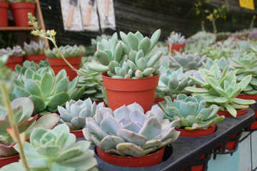 Selected focused on a group of small and colourful cactus planted in small plastic pots. The small cactus suitable to used as an indoor decoration. Sales of this cactus are a source of income for farm