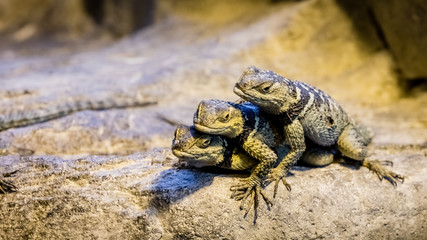 Three blue spiny lizards are keeping warm by stacking