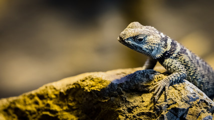 Blue spiny lizard looks cautiously towards the camera with open space on the left side