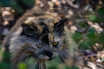 Naklejka na ściany i meble Calico cat hides in the bushes at a Zoo in California