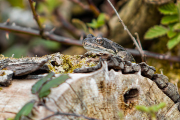 frog on a log